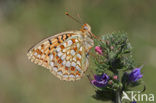 Niobe Fritillary (Argynnis niobe)