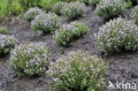 Garden Thyme (Thymus vulgaris)