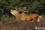 Red Deer (Cervus elaphus)