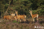 Red Deer (Cervus elaphus)