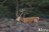 Red Deer (Cervus elaphus)