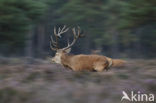 Red Deer (Cervus elaphus)