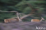 Red Deer (Cervus elaphus)