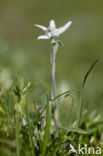 Edelweiss (Leontopodium alpinum)