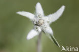 Edelweiss (Leontopodium alpinum)