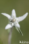 Edelweiss (Leontopodium alpinum)