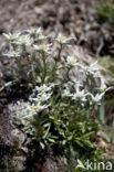 Edelweiss (Leontopodium alpinum)