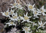 Edelweiss (Leontopodium alpinum)