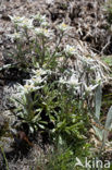 Edelweiss (Leontopodium alpinum)