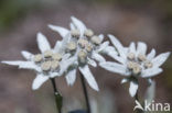 Edelweiss (Leontopodium alpinum)