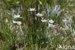 Edelweiss (Leontopodium alpinum)