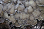 Hen of the woods (Grifola frondosa)