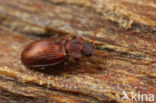 Enicmus testaceus