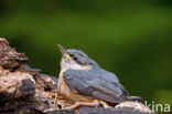 Eurasian Nuthatch (Sitta europaea)