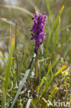 Flecked Marsh-orchid