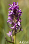 Flecked Marsh-orchid