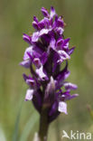 Flecked Marsh-orchid