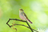 Wood Warbler (Phylloscopus sibilatrix)