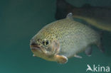 Rainbow Trout (Oncorhynchus mykiss)