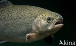 Rainbow Trout (Oncorhynchus mykiss)
