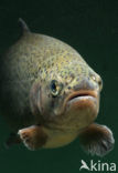 Rainbow Trout (Oncorhynchus mykiss)