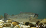 Rainbow Trout (Oncorhynchus mykiss)