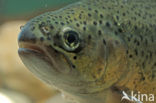 Rainbow Trout (Oncorhynchus mykiss)