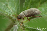 raspberry fruitworm (Byturus tomentosus)