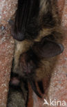 Franjestaart (Myotis nattereri) 