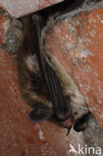 Franjestaart (Myotis nattereri) 