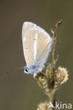 Furry Blue (Agrodiaetus dolus)