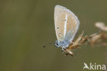 Furry Blue (Agrodiaetus dolus)