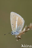 Furry Blue (Agrodiaetus dolus)