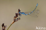 Dainty Damselfly (Coenagrion scitulum)