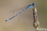 Dainty Damselfly (Coenagrion scitulum)