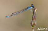 Dainty Damselfly (Coenagrion scitulum)