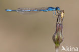 Gaffelwaterjuffer (Coenagrion scitulum)