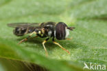 Geelbandkrieltje (Paragus quadrifasciatus)