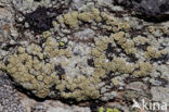 Geelgroene schotelkorst (Lecanora polytropa)