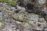 Geelgroene schotelkorst (Lecanora polytropa)
