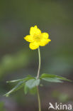 Yellow Anemone (Anemone ranunculoides)