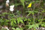 Yellow Anemone (Anemone ranunculoides)