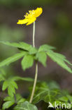 Yellow Anemone (Anemone ranunculoides)