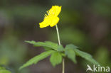 Gele anemoon (Anemone ranunculoides)