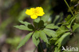 Gele anemoon (Anemone ranunculoides)