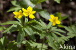 Gele anemoon (Anemone ranunculoides)