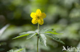 Yellow Anemone (Anemone ranunculoides)