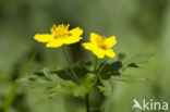 Gele anemoon (Anemone ranunculoides)