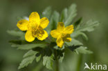 Yellow Anemone (Anemone ranunculoides)