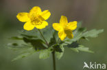 Yellow Anemone (Anemone ranunculoides)